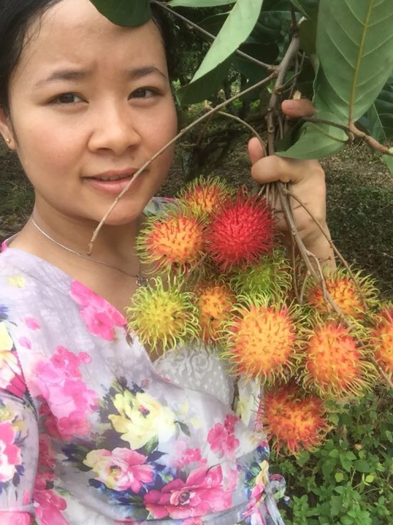 毛丹海南保亭56号红毛丹