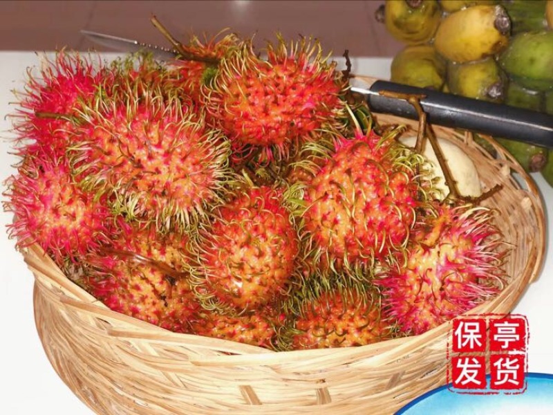 毛丹海南保亭7号红毛丹