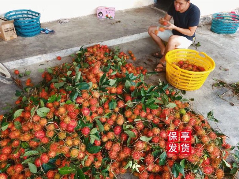 毛丹海南保亭7号红毛丹