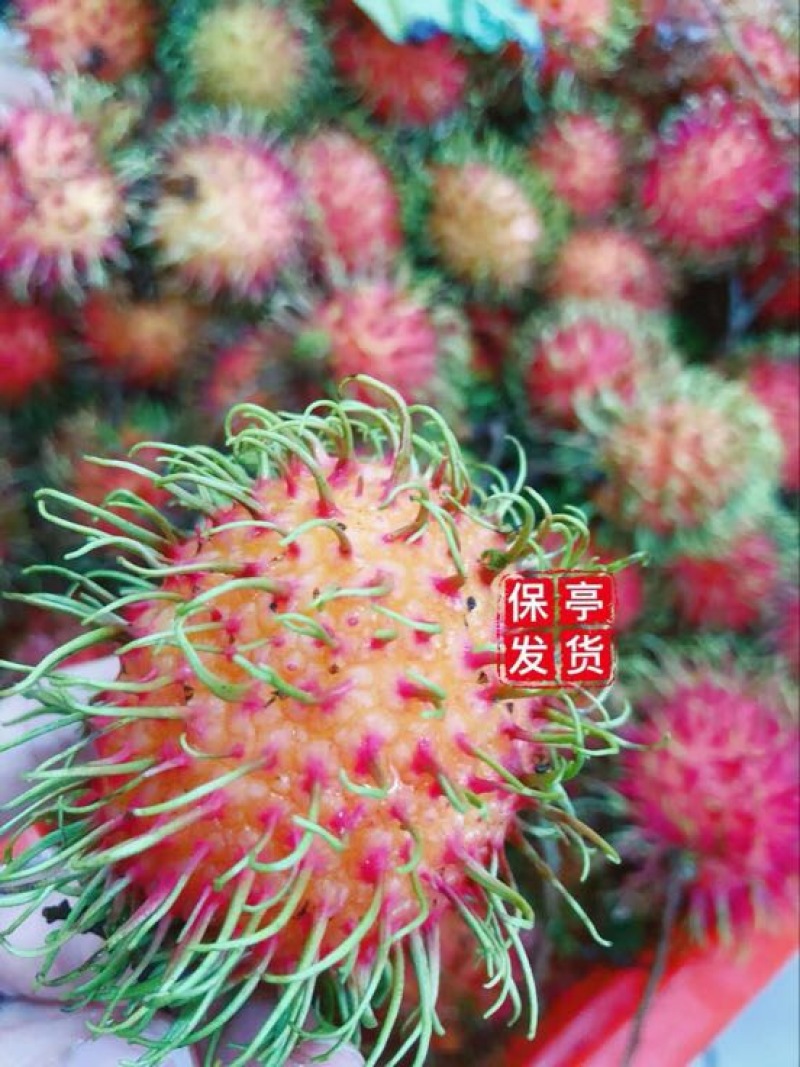 毛丹海南保亭7号红毛丹