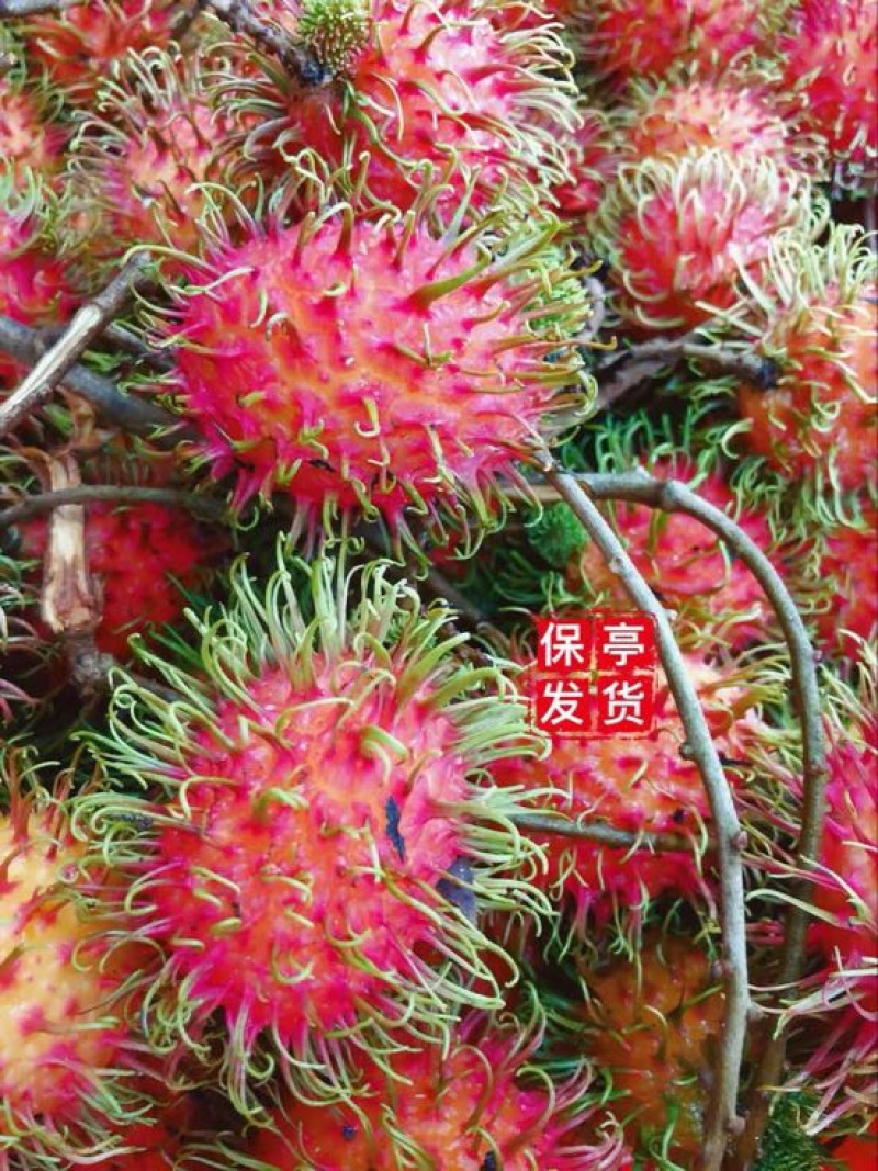 毛丹海南保亭7号红毛丹