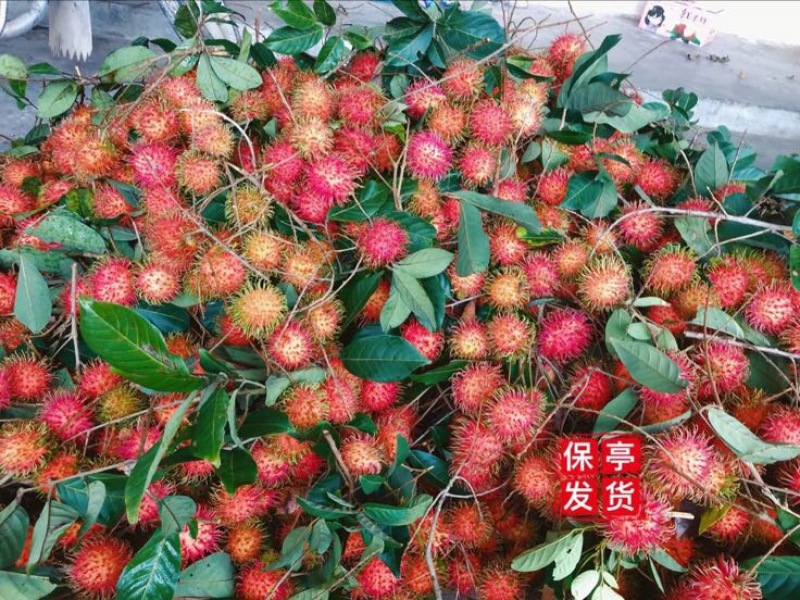 毛丹海南保亭7号红毛丹