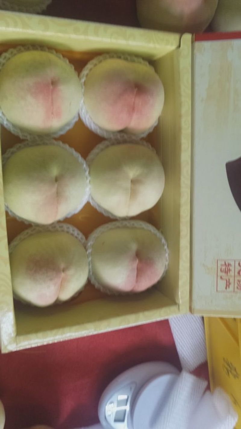 优质阳山水蜜桃树苗苗圃直发包成活诚信经营放心苗