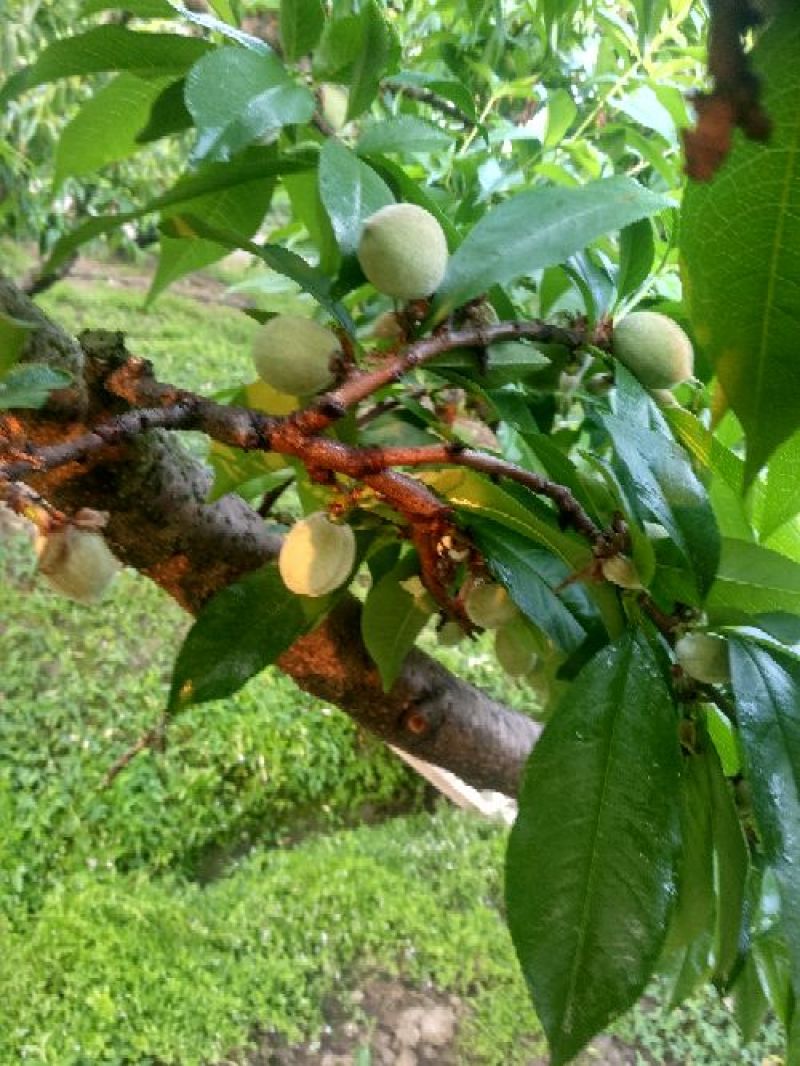 优质阳山水蜜桃树苗苗圃直发包成活诚信经营放心苗
