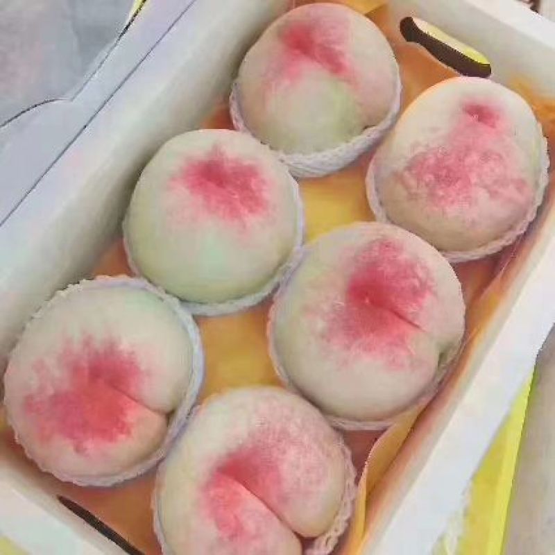 优质阳山水蜜桃树苗苗圃直发包成活诚信经营放心苗