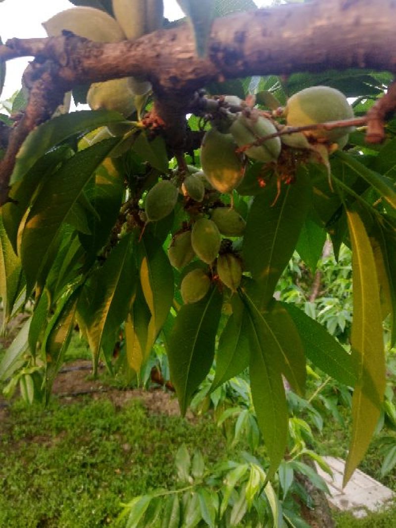 优质阳山水蜜桃树苗苗圃直发包成活诚信经营放心苗