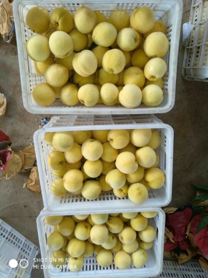 金黄后