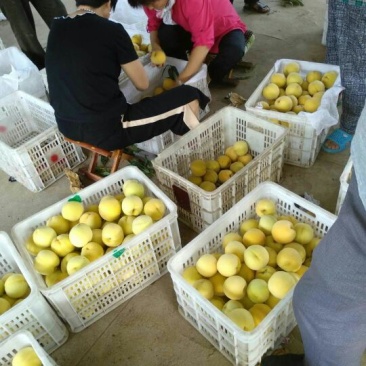 金黄后