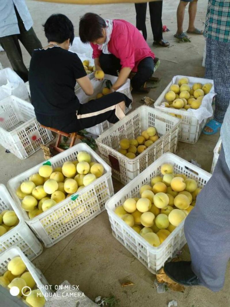 金黄后