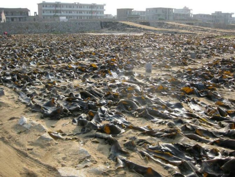 海带