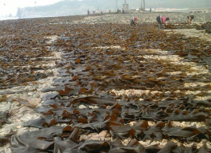 海带