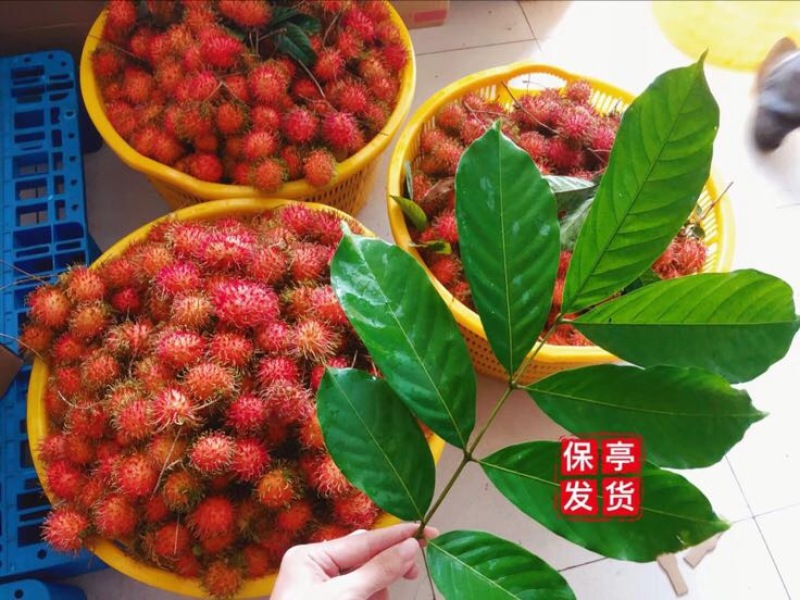 毛丹海南保亭7号果