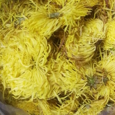 金丝黄菊