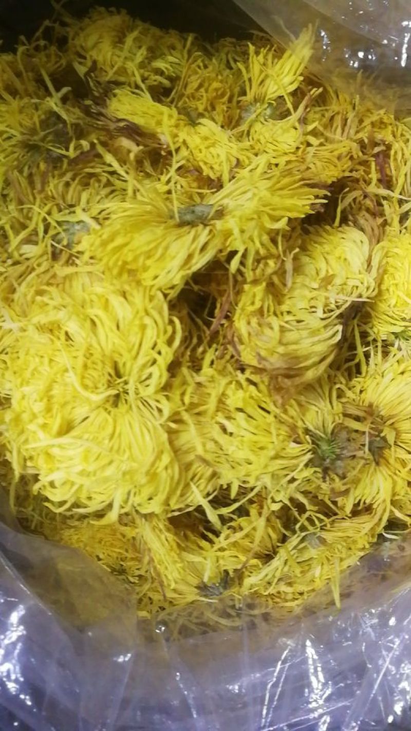 金丝黄菊
