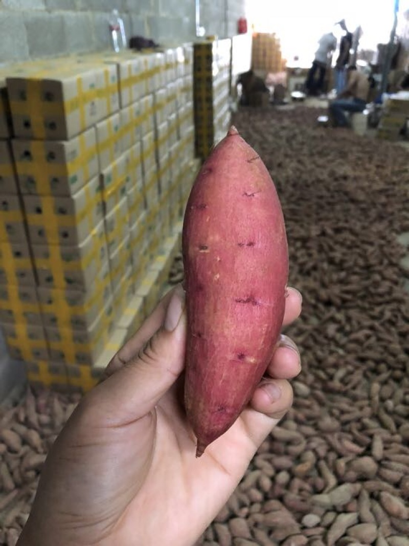 西瓜红小蜜薯9斤团购电商一件代发量大优惠