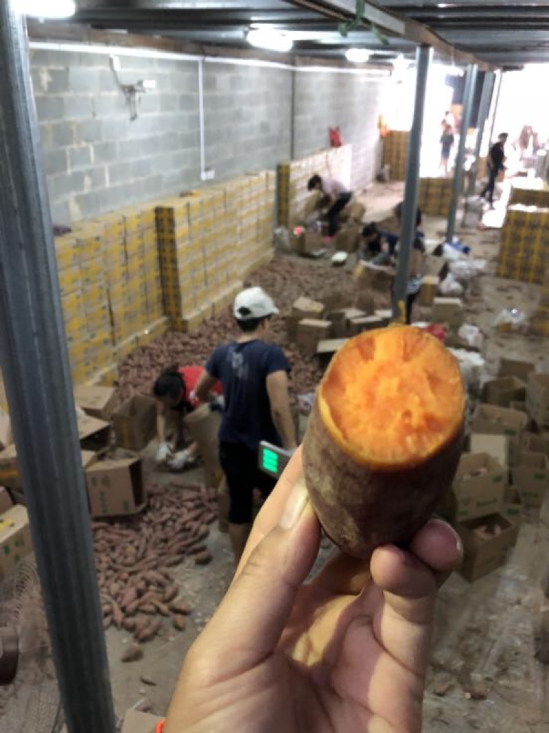 西瓜红小蜜薯9斤团购电商一件代发量大优惠