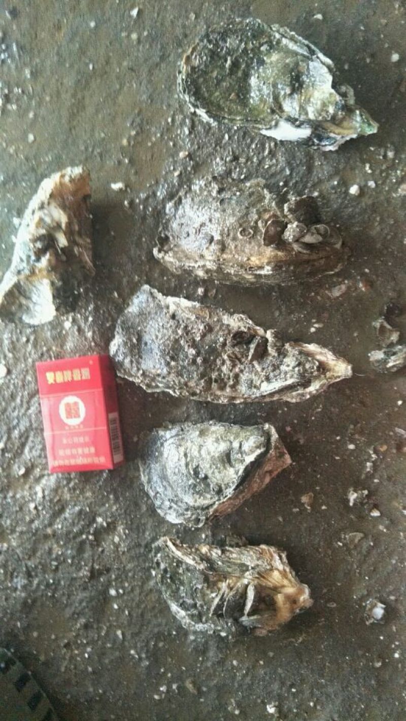 湛江肥蚝产地供应包肥一对一视频看货下单