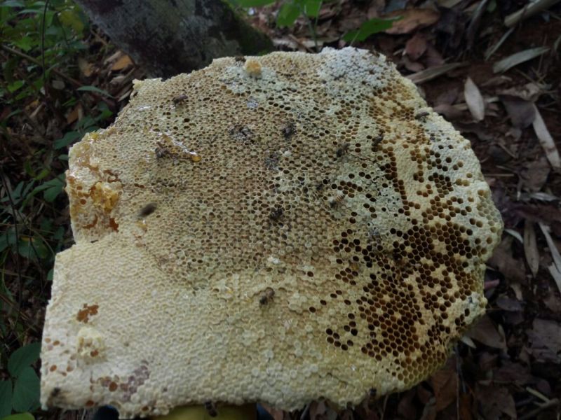 云南西双版纳热带雨淋树洞蜂蜜海拔高达1800米原生态山货