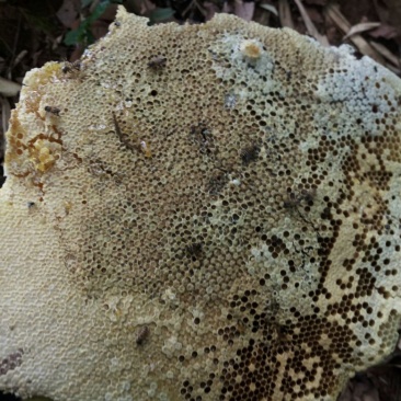 云南西双版纳热带雨淋树洞蜂蜜海拔高达1800米原生态山货