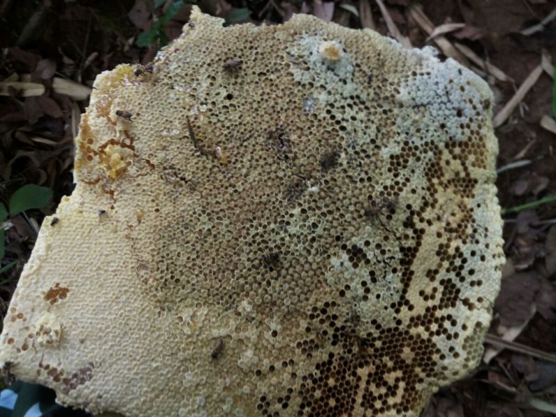 云南西双版纳热带雨淋树洞蜂蜜海拔高达1800米原生态山货