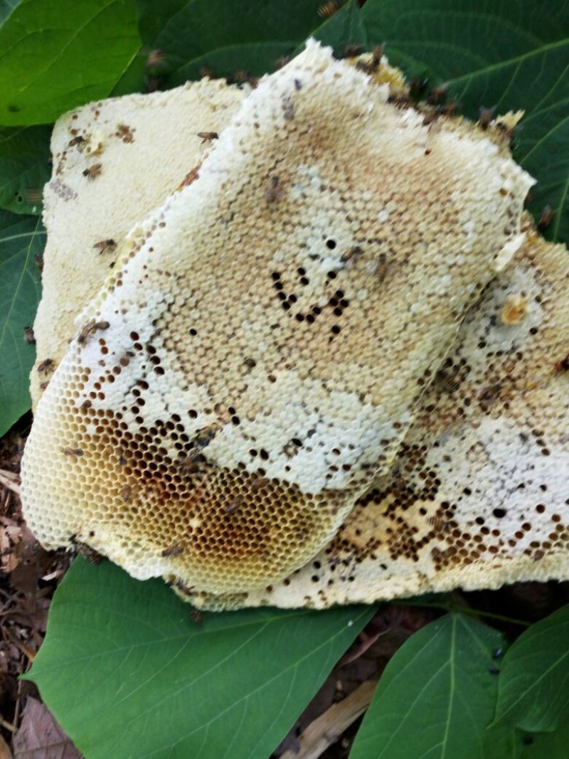 云南西双版纳热带雨淋树洞蜂蜜海拔高达1800米原生态山货