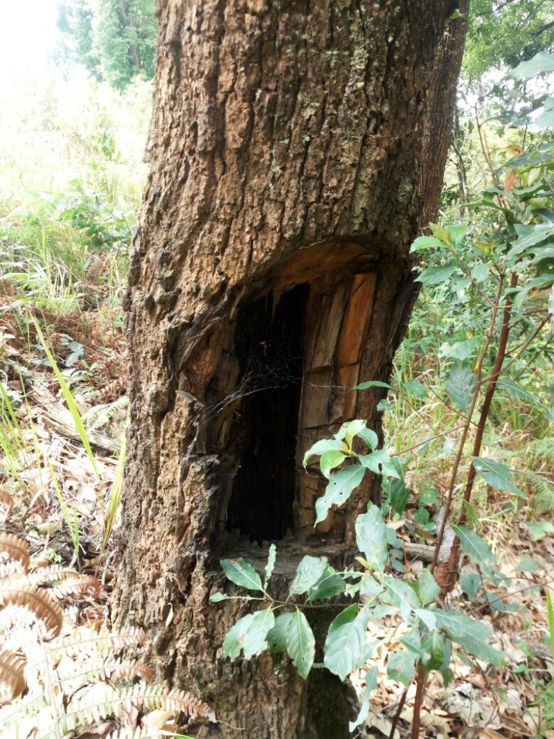 云南西双版纳热带雨淋树洞蜂蜜海拔高达1800米原生态山货