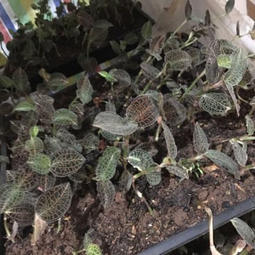 金线莲鲜货