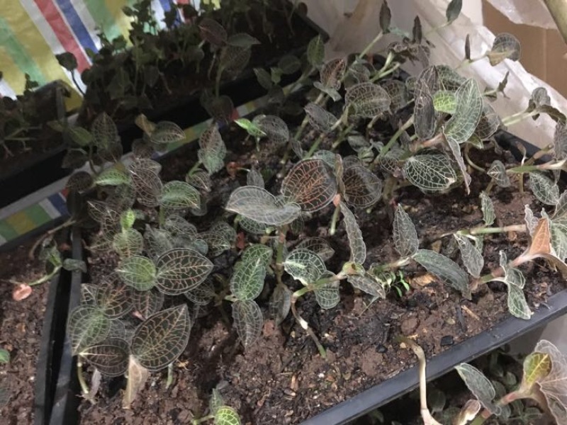 金线莲鲜货