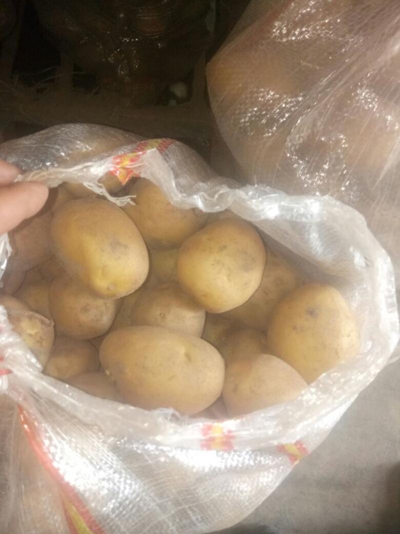 山东土豆，荷兰十五土豆产地直销，袋装，箱装，