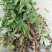 仙鹤草全草类干货纯野生