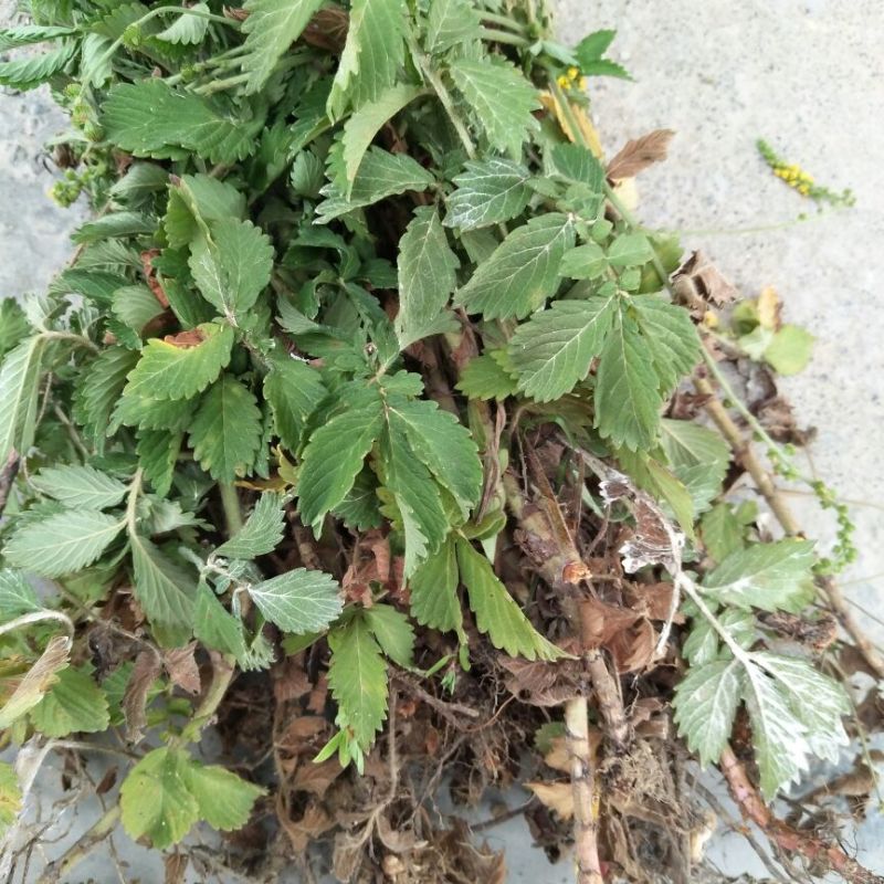 仙鹤草全草类干货纯野生