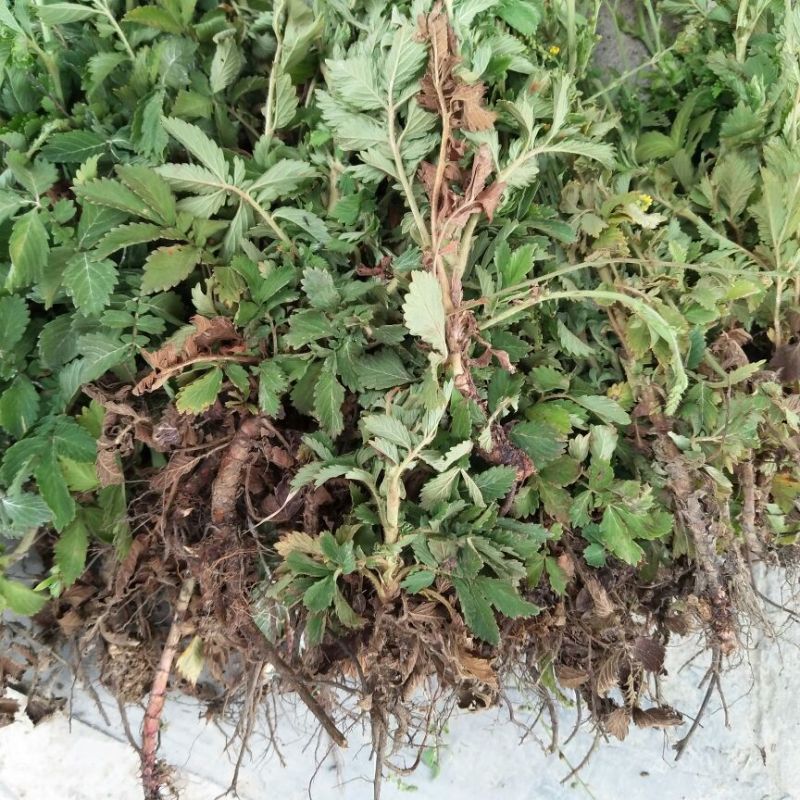 仙鹤草全草类干货纯野生