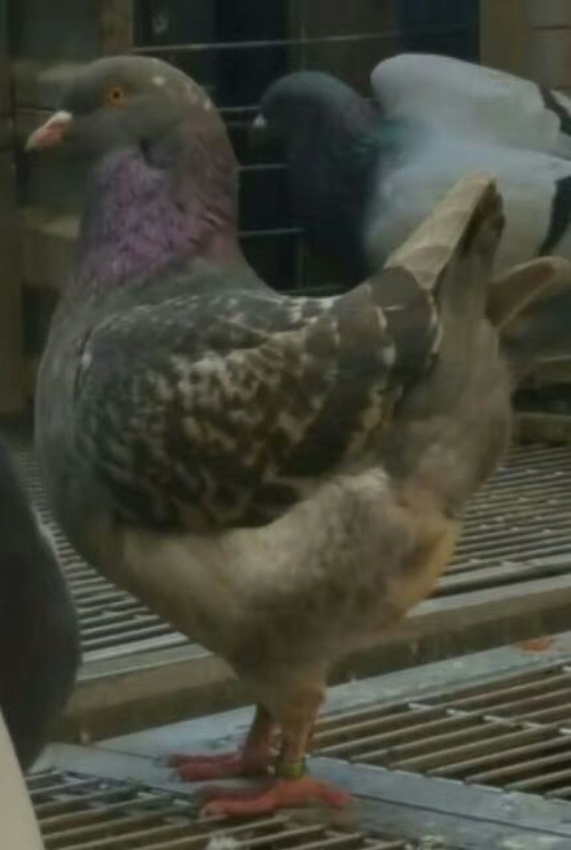 元宝鸽圆环鸽观赏鸽【河南开封通许飞翔鸽舍】