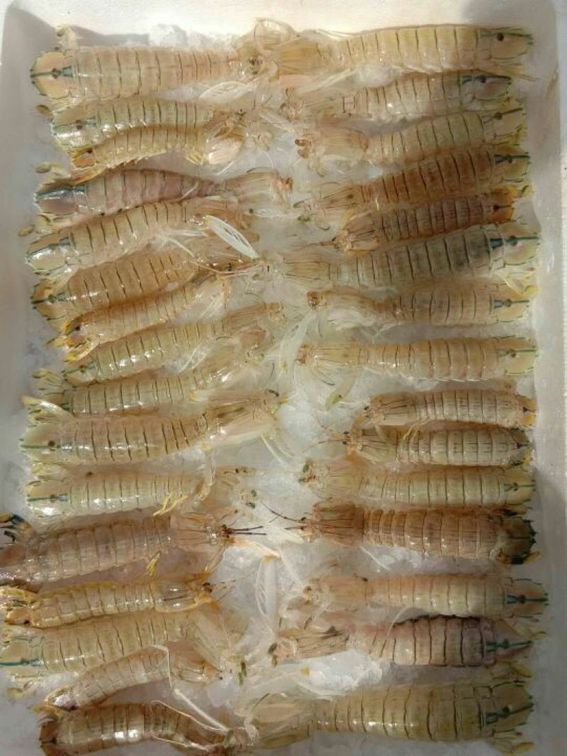 濑尿虾皮皮虾