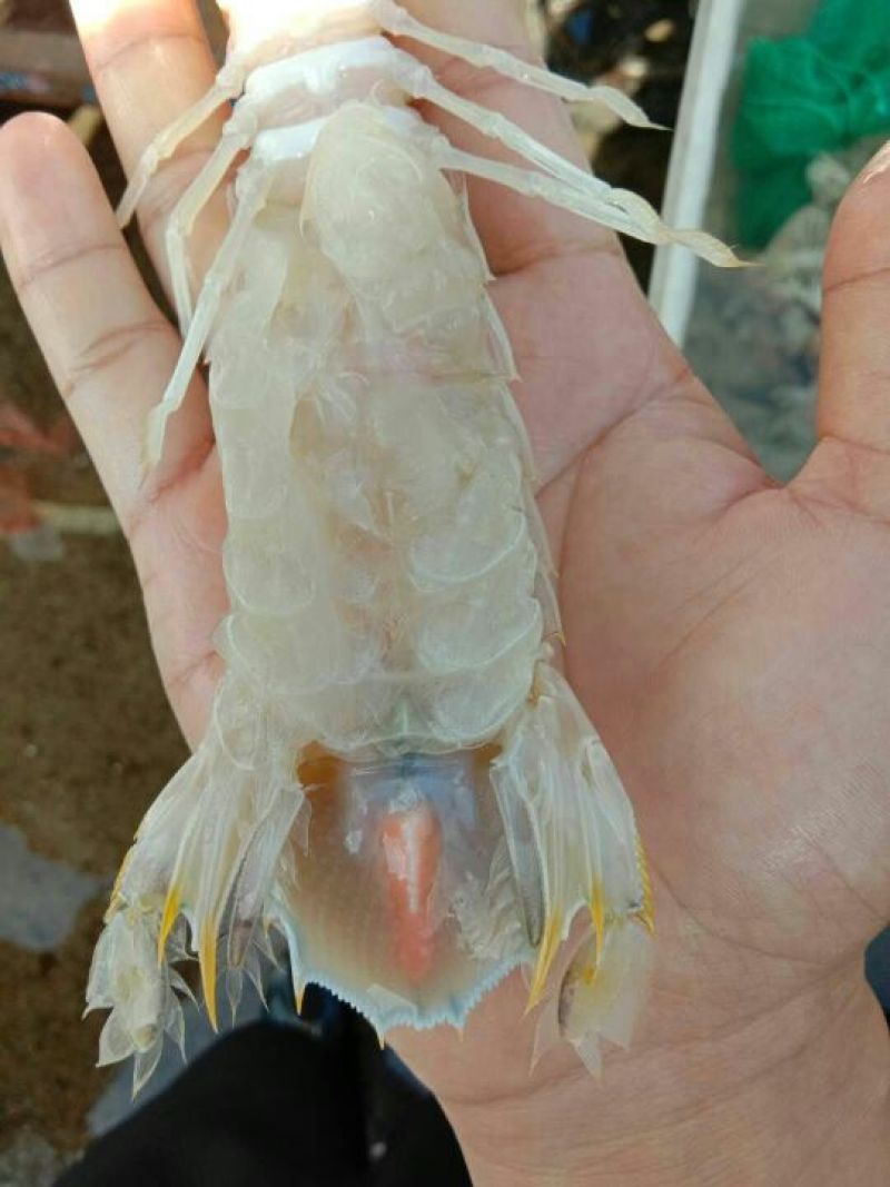 濑尿虾皮皮虾