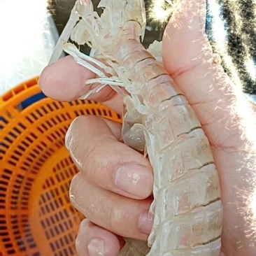 濑尿虾皮皮虾