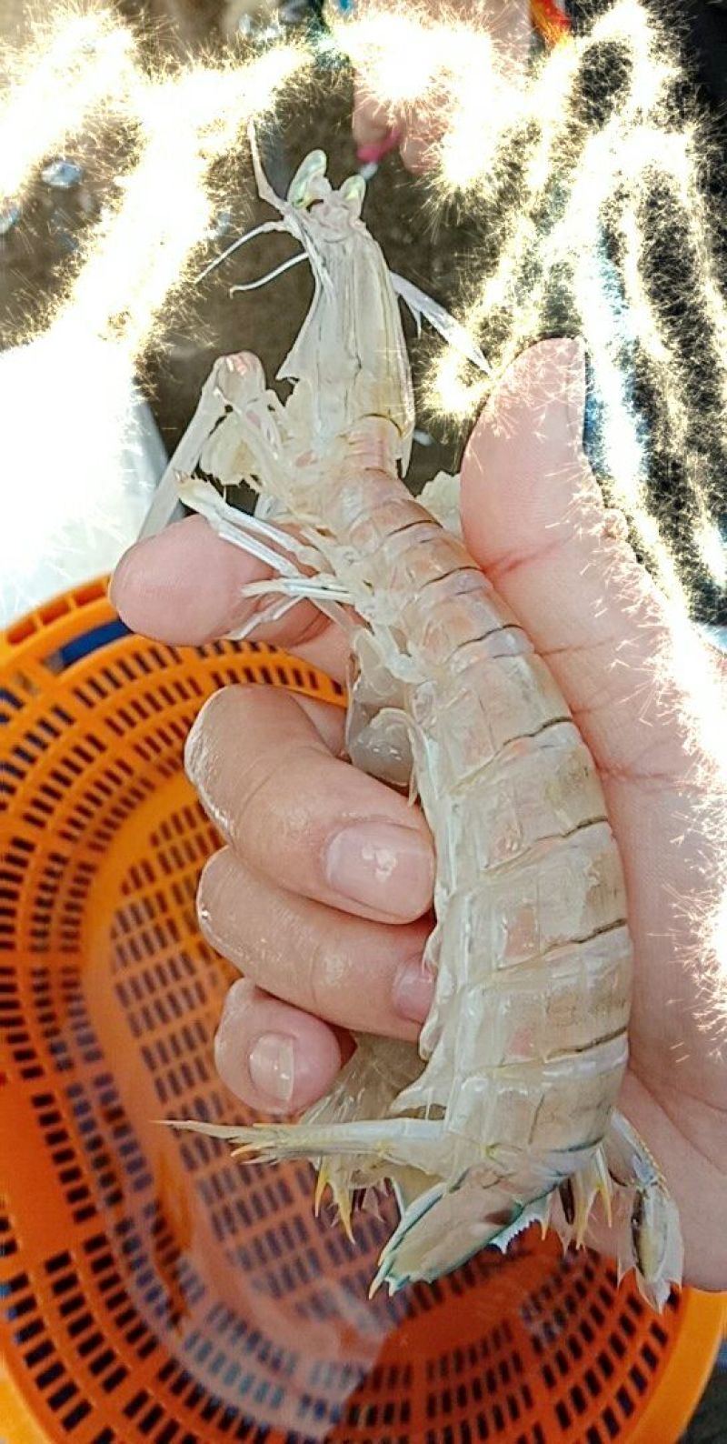 濑尿虾皮皮虾