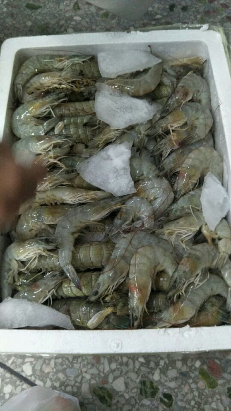 冰鲜虾