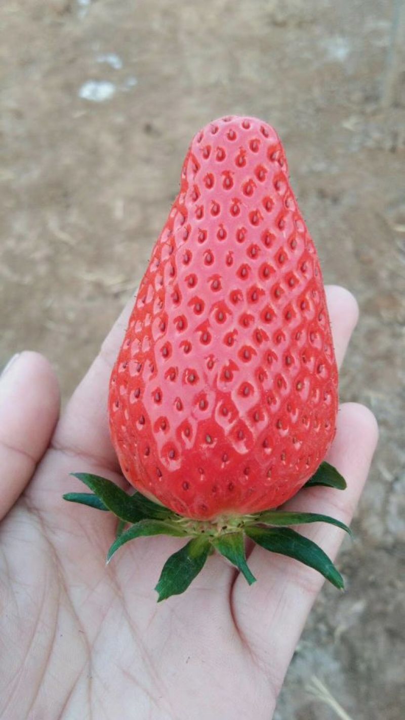 《脱毒草莓苗》红颜章姬妙香隋珠天仙醉黑珍珠香蕉