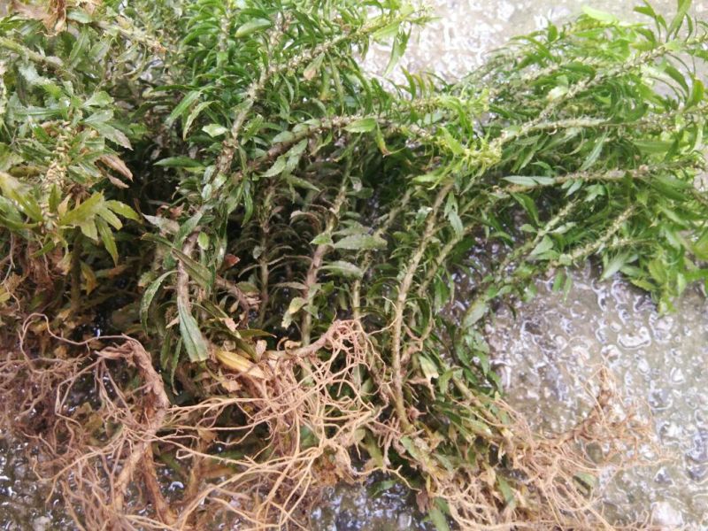 千层塔