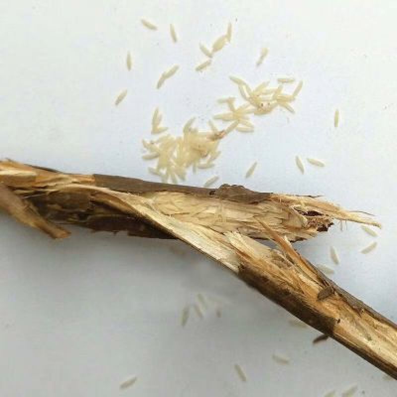 金蝉卵枝？质量保证，技术全包，可常年合作