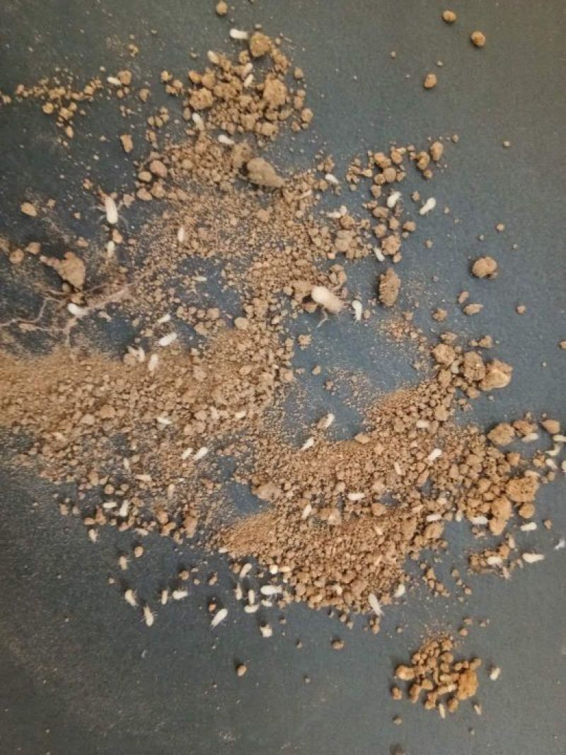 金蝉卵枝？质量保证，技术全包，可常年合作