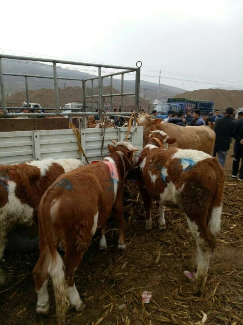 肉牛400~600斤欢迎各位客商前来参观选购