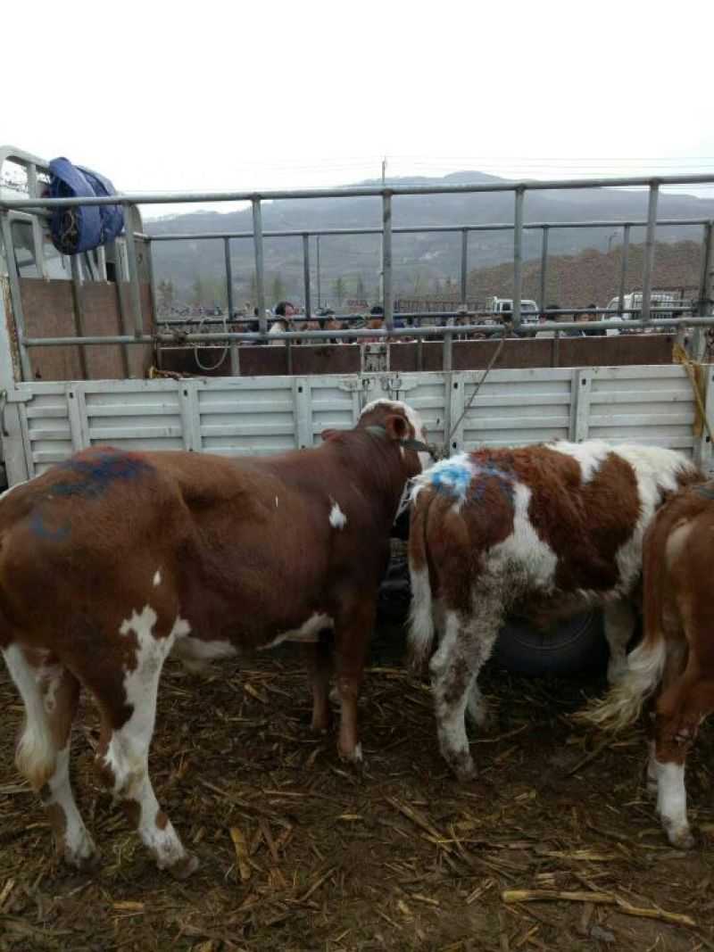 肉牛400~600斤欢迎各位客商前来参观选购