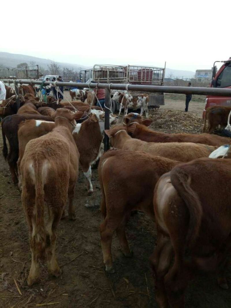 肉牛400~600斤欢迎各位客商前来参观选购