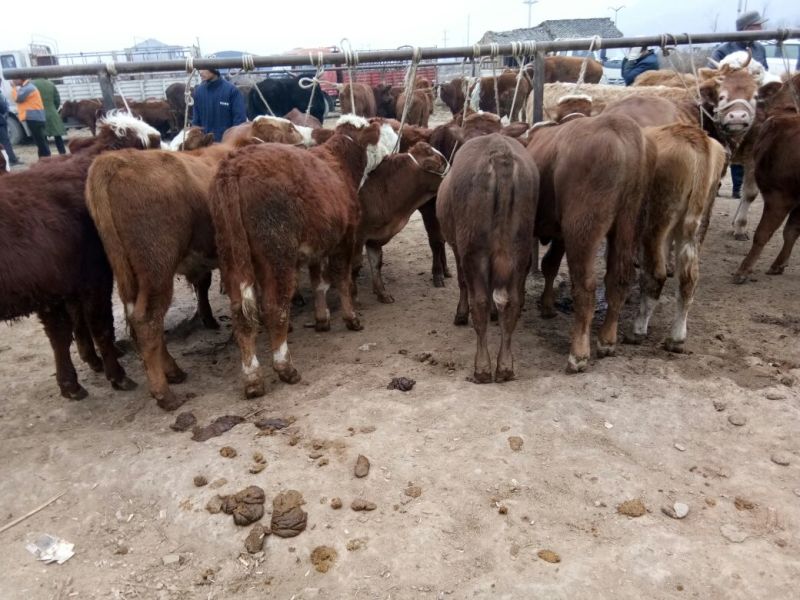 肉牛400~600斤欢迎各位客商前来参观选购
