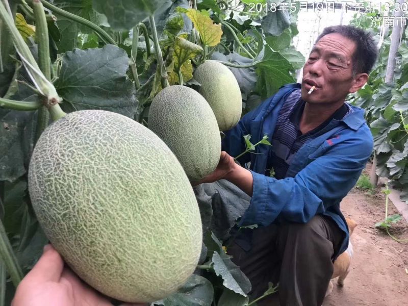 山东晓密25哈密瓜三斤以上糖分17个以上
