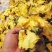 黄蜀葵花