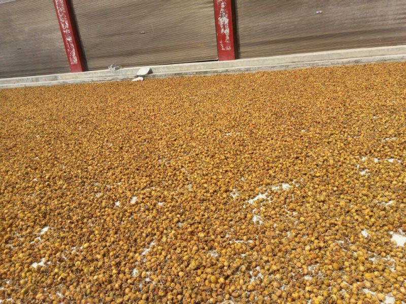 干刺梨