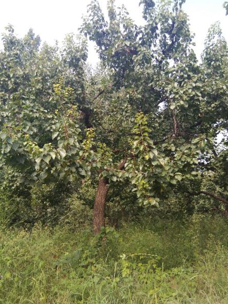 自己植杏树20至30公分枝叶茂密冠幅